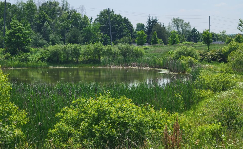 USED 2023-06-19-gm-pond-at-west-orillia-sports-complex-dd