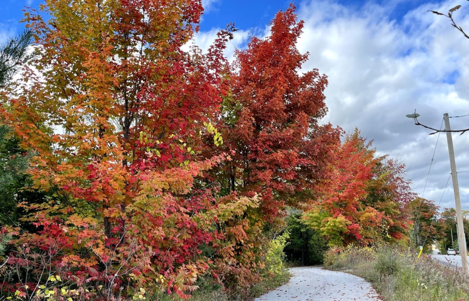 USED 2023-10-17-gm-fall-colours-upper-trail-wilsons-point