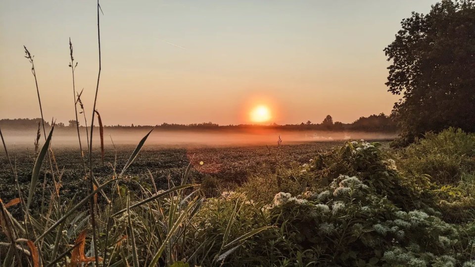 USED 2024-08-19-gm-mist-on-field-in-severn-matt-thomson