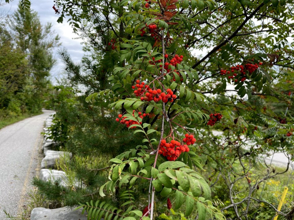 USED 2024-08-26-gm-mountain-ash-on-trail-sign-of-fall-margot