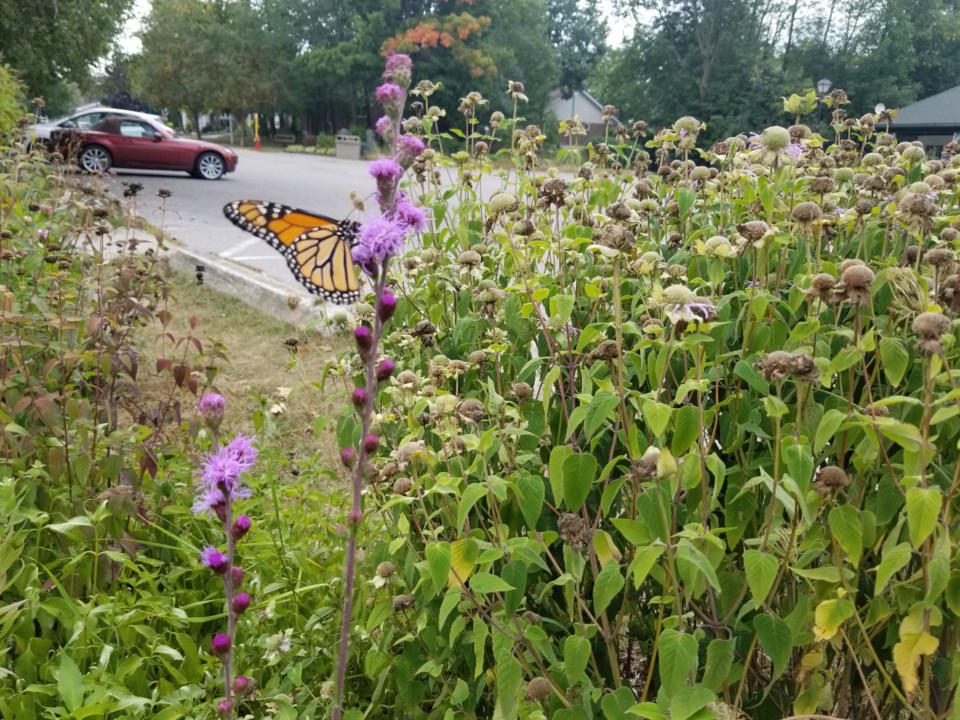 USED 2024-09-03-gm-monarch-on-flowers-at-leacock-home-lot-joella