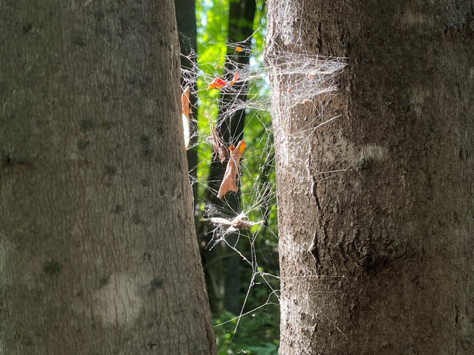 USED 2024-09-03-gm-spider-web-between-trees-margot