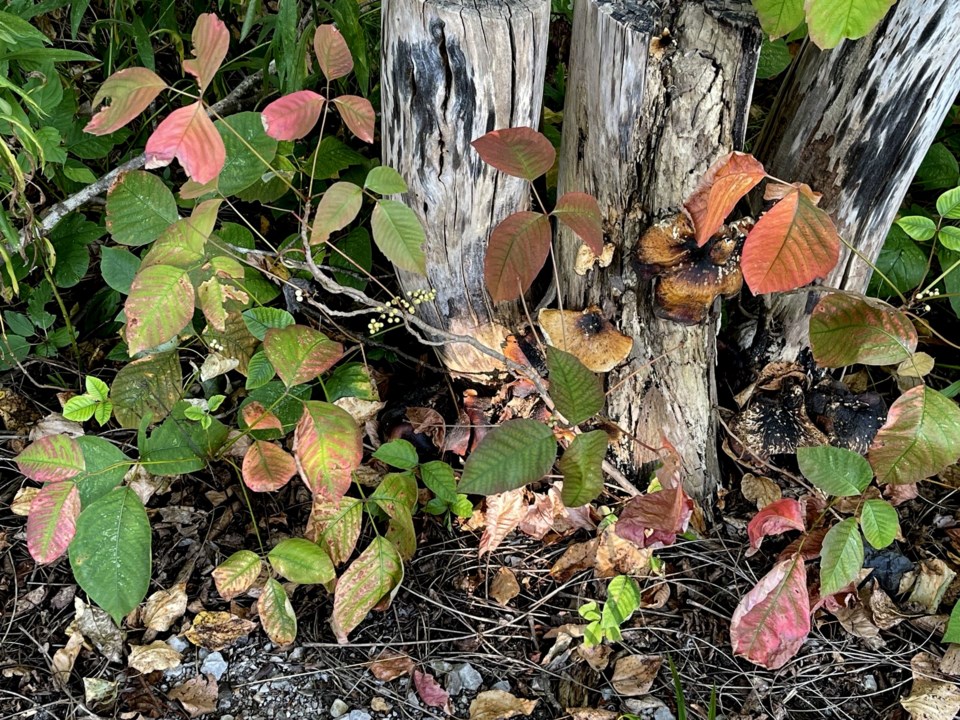 USED 2024-09-09-gm-poison-ivy-along-trail-margot