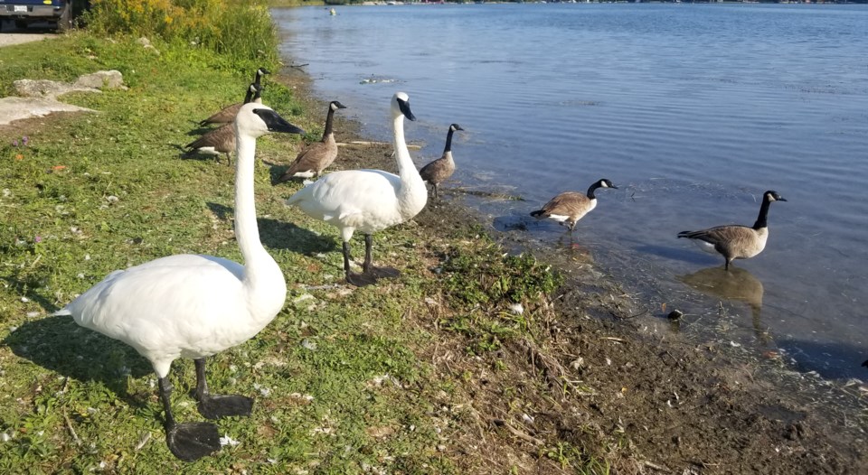 USED 2024-09-16-gm-swans-and-geese-at-l-simcoe-vic-cres-joella