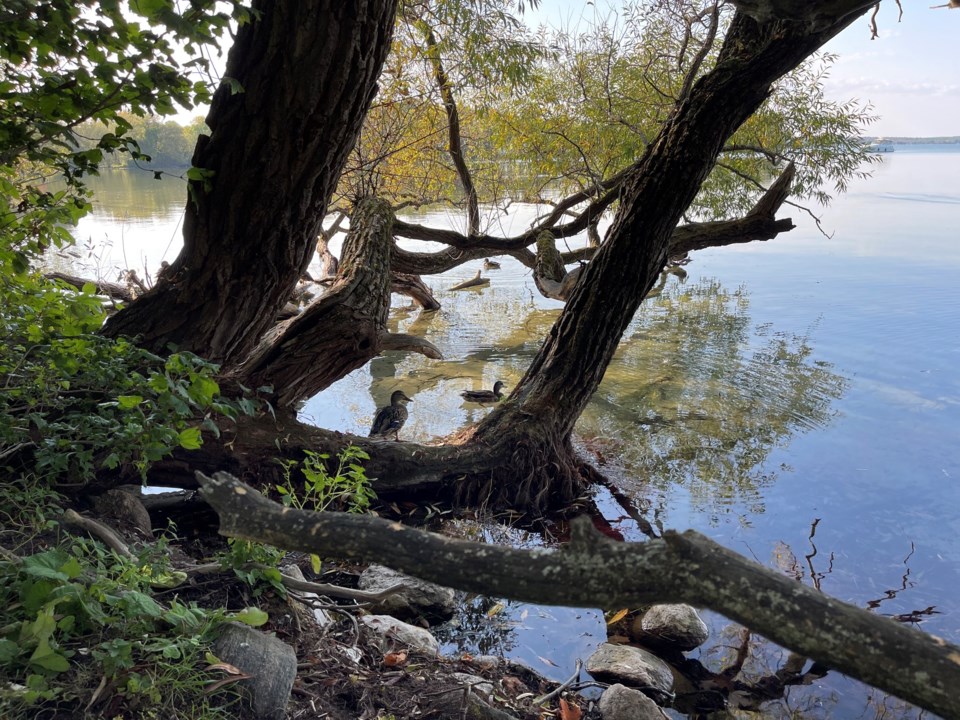 USED 2024-09-23-gm-geese-find-peaceful-spot-below-tree-at-tudhope