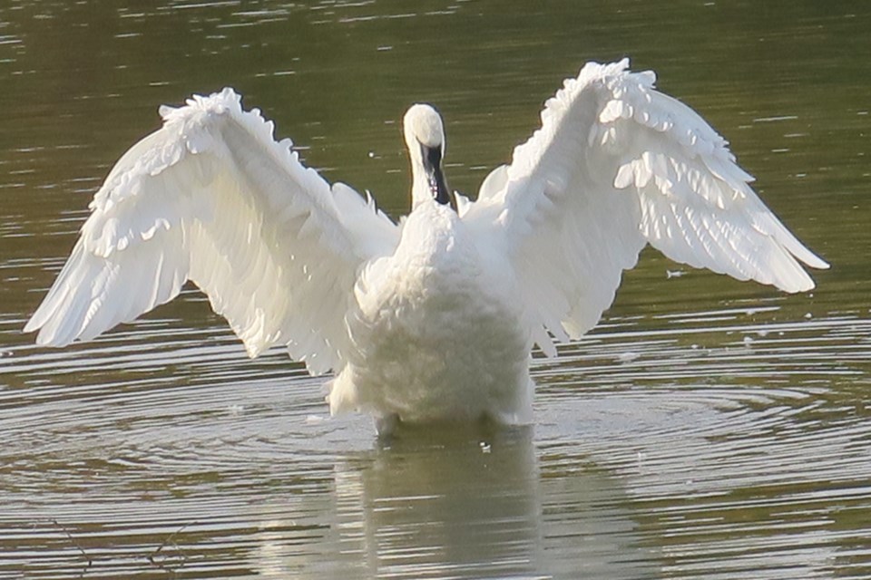 USED 2024-10-15-gm-trumpeter-swam-preening-for-cam-linda-french