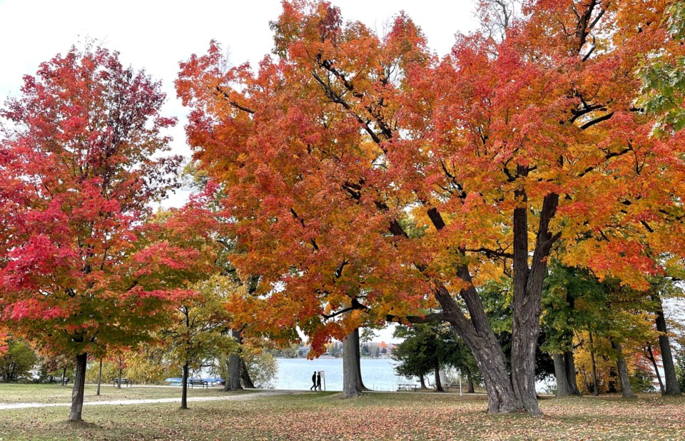 USED 2024-10-28-gm-fall-colours-at-tudhope-margot