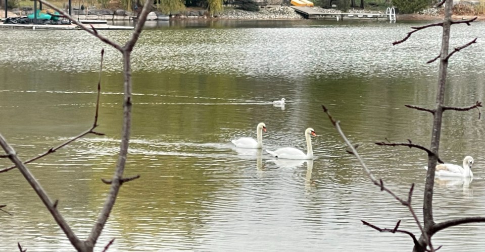 USED 2024-11-18-gm-mute-swans-in-old-brew-bay-margot