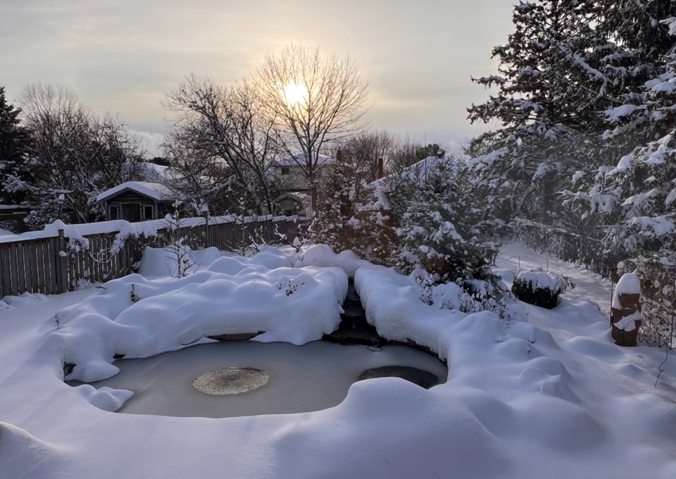 USED 2024-12-02-gm-winter-arrives-in-backyard-pond-of-garden-court-hermione-nielsen