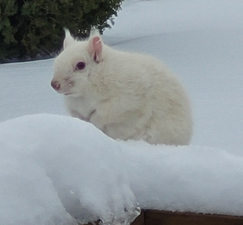 USED 2024-12-09-gm-albino-squirrel-from-bayshore-village-cheryl-bumstead