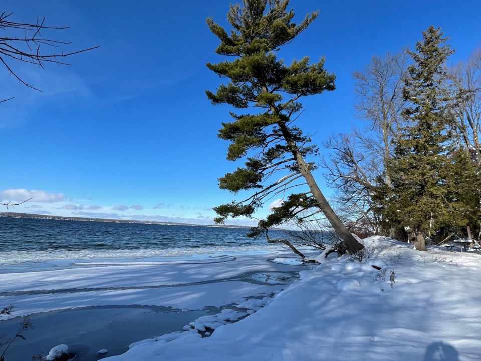 USED 2024-12-09-gm-snow-covered-pine-leaning-into-lake-margot