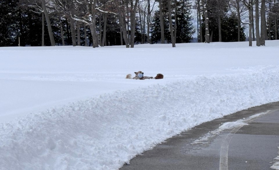 USED 2025-02-10-gm-dogs-playing-in-deep-snow-at-tudhope-margot