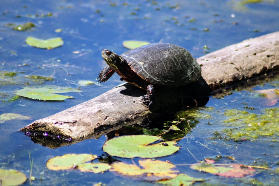 USED Ottawa 4 - Turtle at Mud Lake (Photo credit - Janet Stephens)