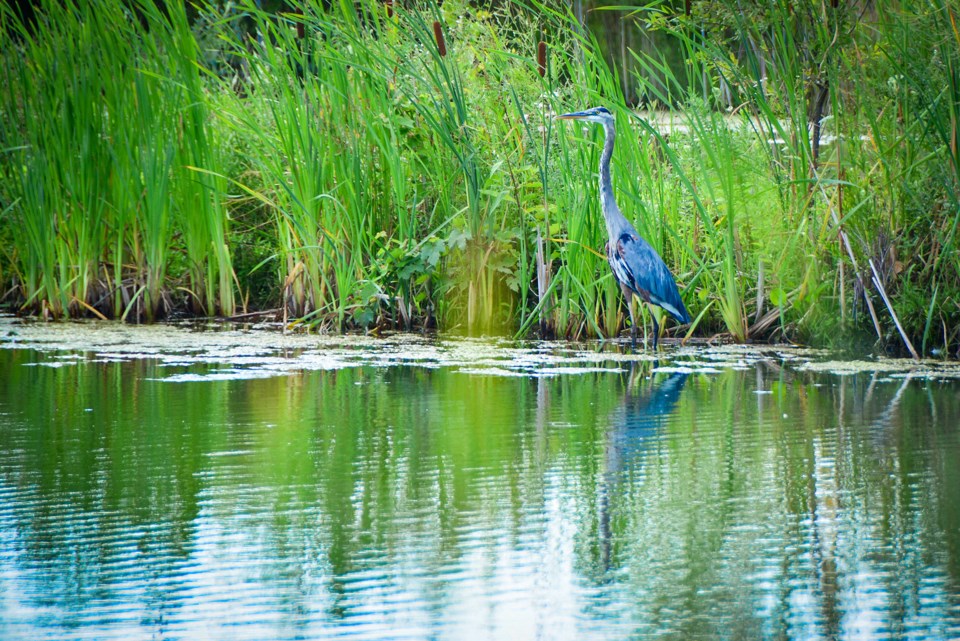 USED 2024-09-september-13-heron_edit