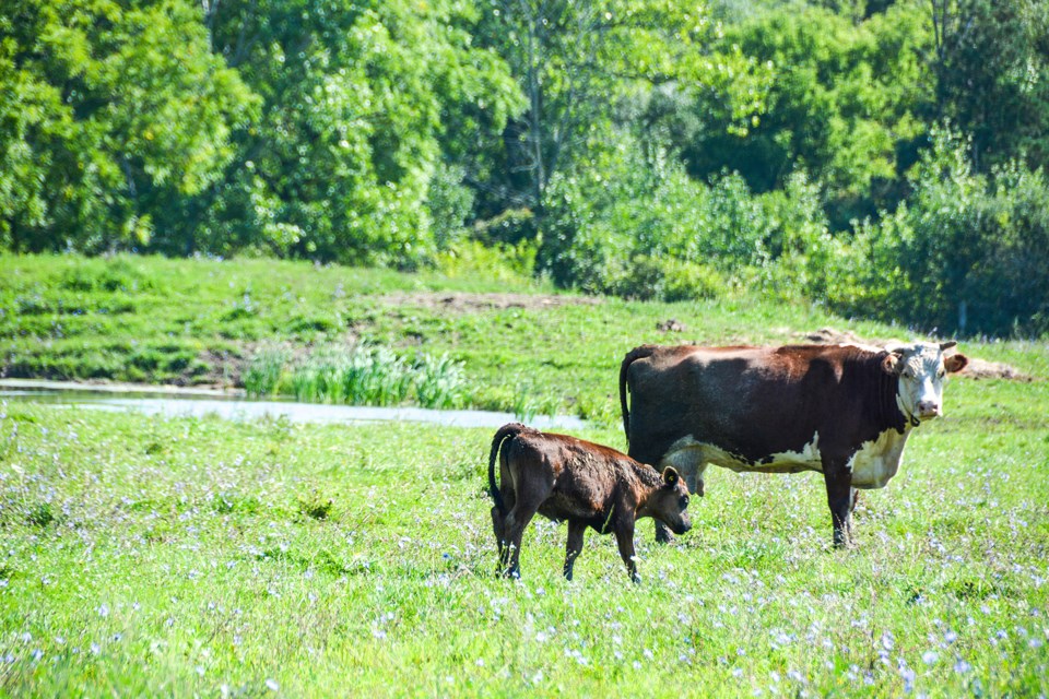 USED 2024-10-october-06-cows-on-effingham