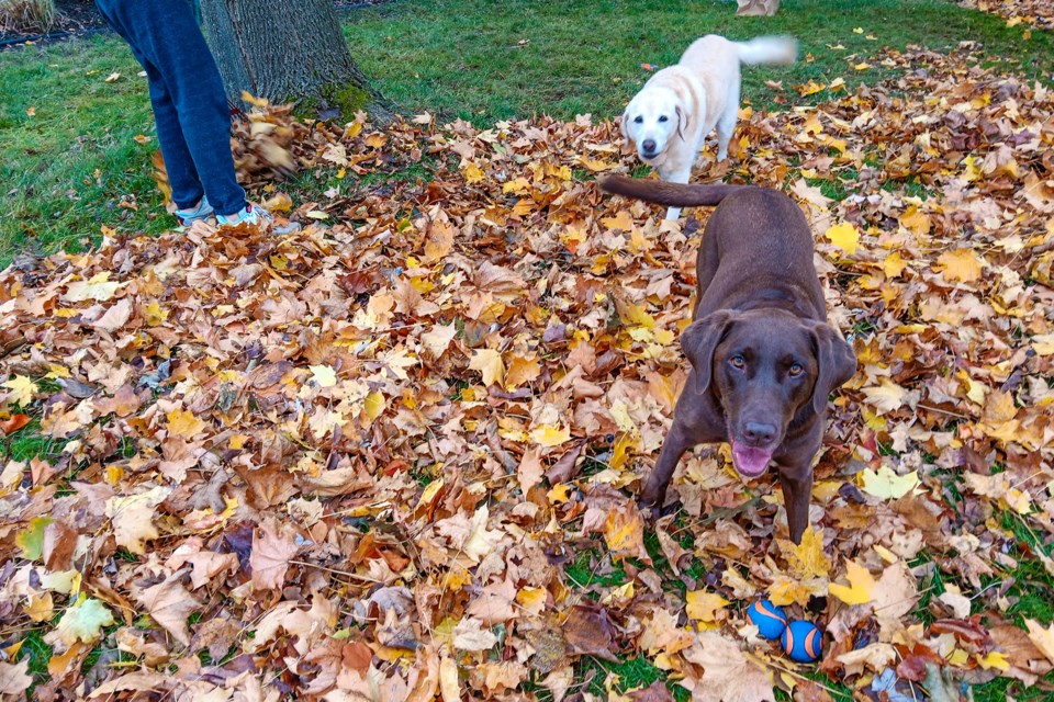 USED 2024-11-november-20-dogs-on-canboro