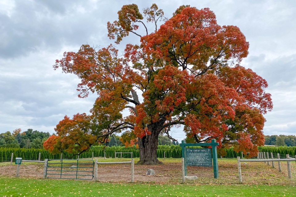 USED 2024-11-november-5-comfort-maple