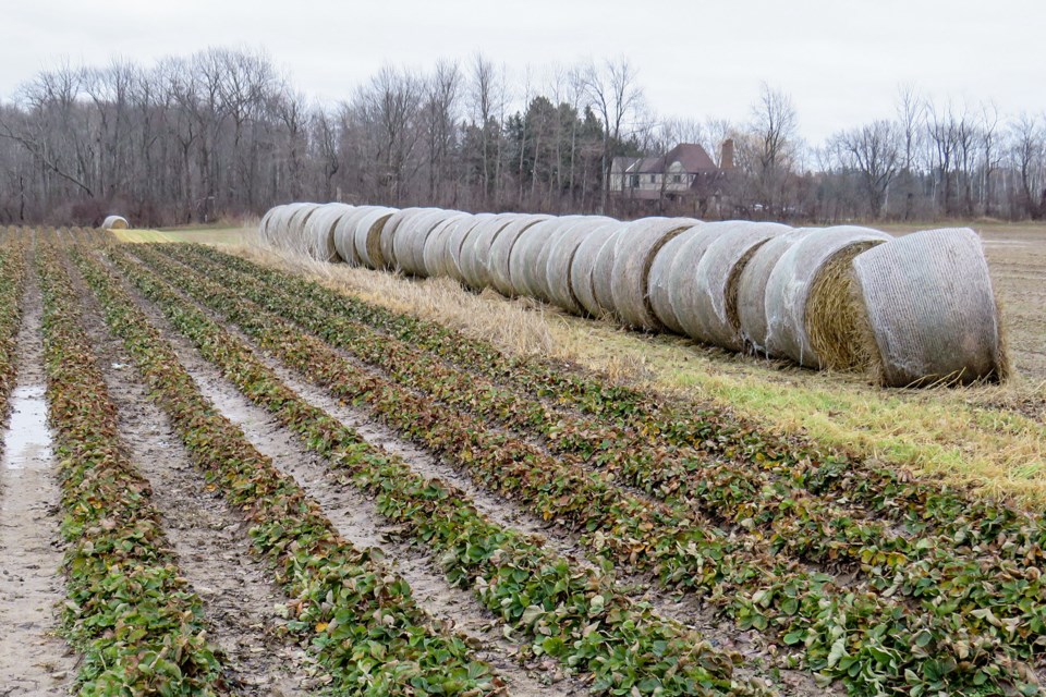 USED 2025-01-january-04-bales