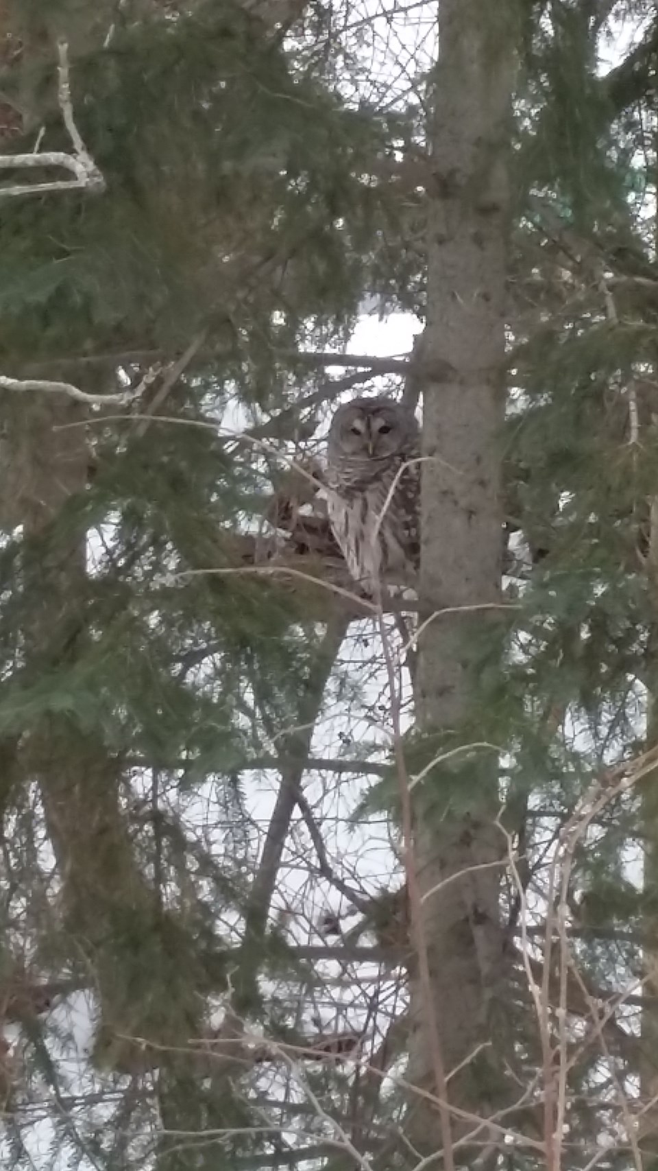 USED 00barred owl