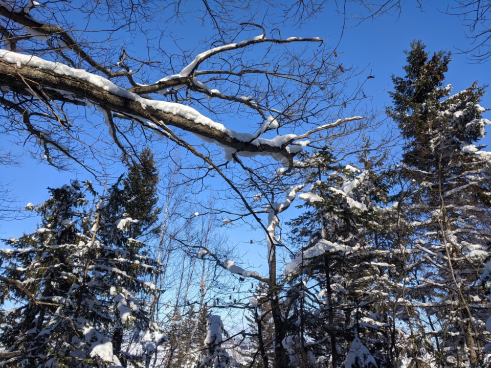 USED 03-03-2020-SnowCoveredTreesJH01