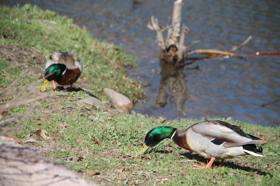 USED 20190512-Good Morning Sault Ste. Marie-DT-05