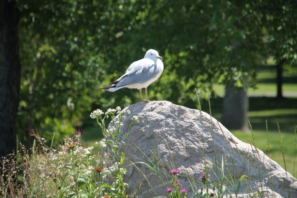 USED 20190804-Good Morning Sault Ste. Marie-DT