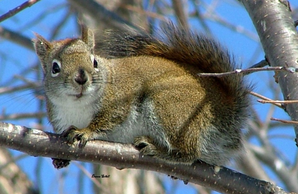 USED squirrelly critter 003