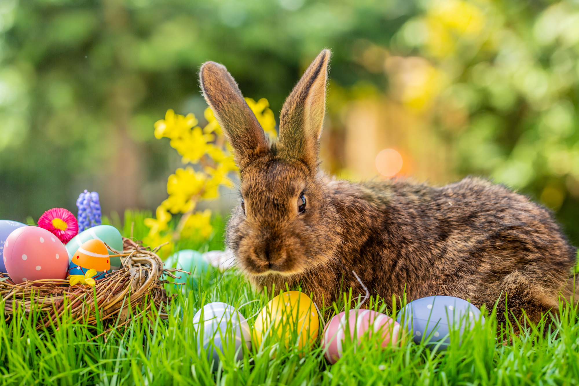When does the Easter Bunny come? Story behind the famous rabbit we  celebrate at Easter - and when he delivers chocolate eggs