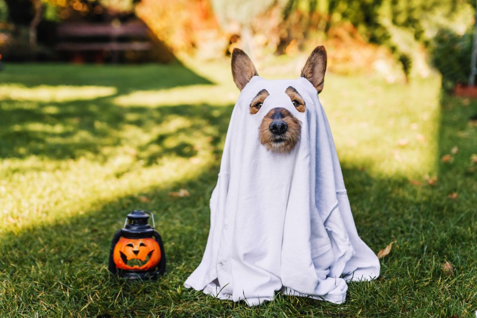 halloween-dog-adobestock_409903439