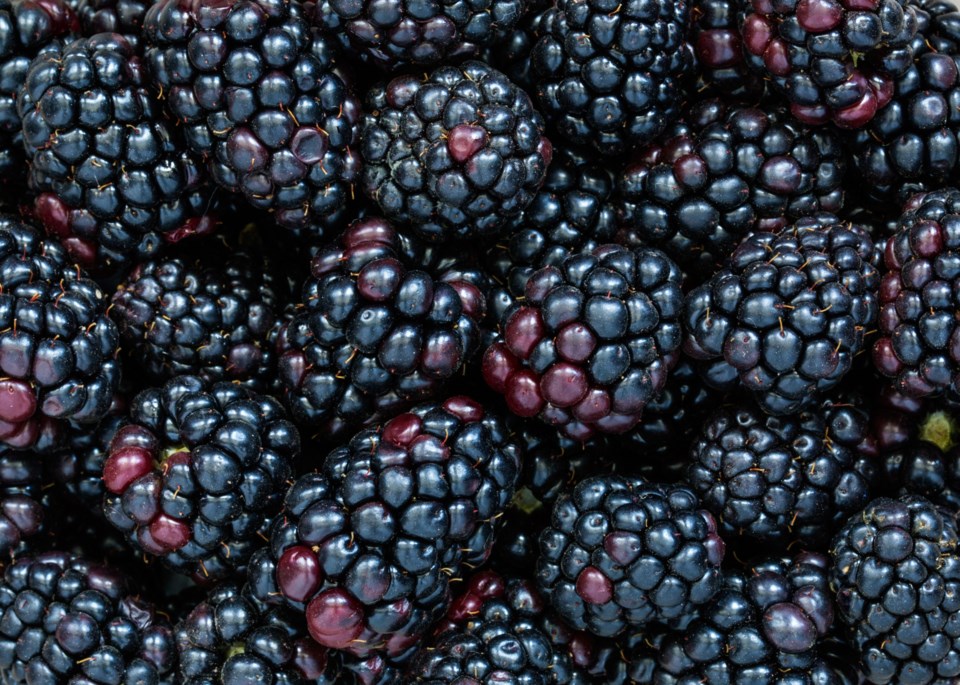 blackberries berries stock