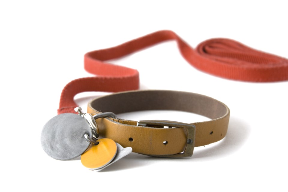 dog leash AdobeStock_2378812