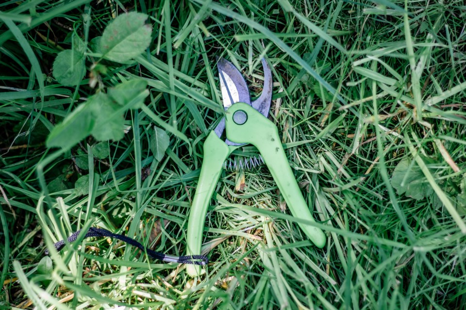 garden shears stock