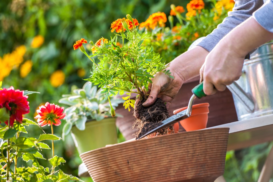 gardening 2 shutterstock