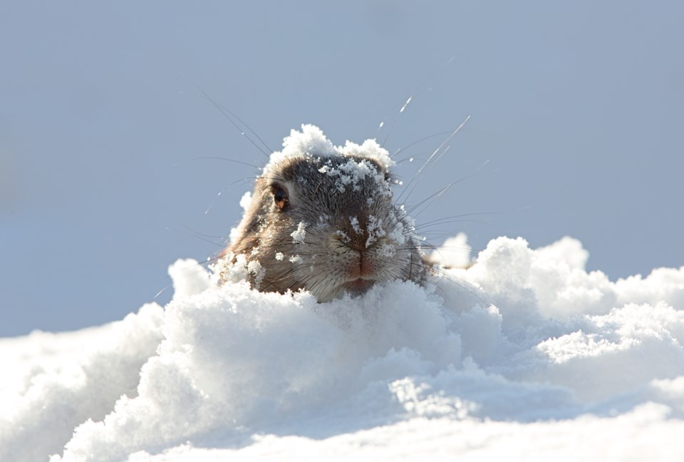 groundhog stock