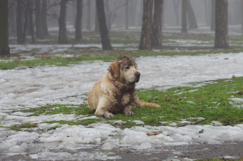 WetDogSlush