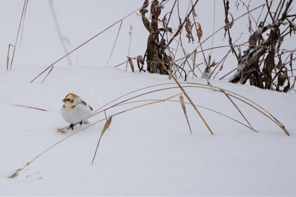 A snow bunting was among the birds spotted during the 46th edition of the Marathon Christmas Bird Count on Dec. 15.