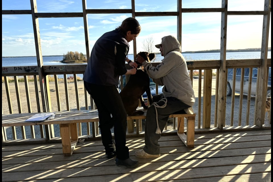 A dog is vaccinated in Eabametoong First Nation, October 2024.