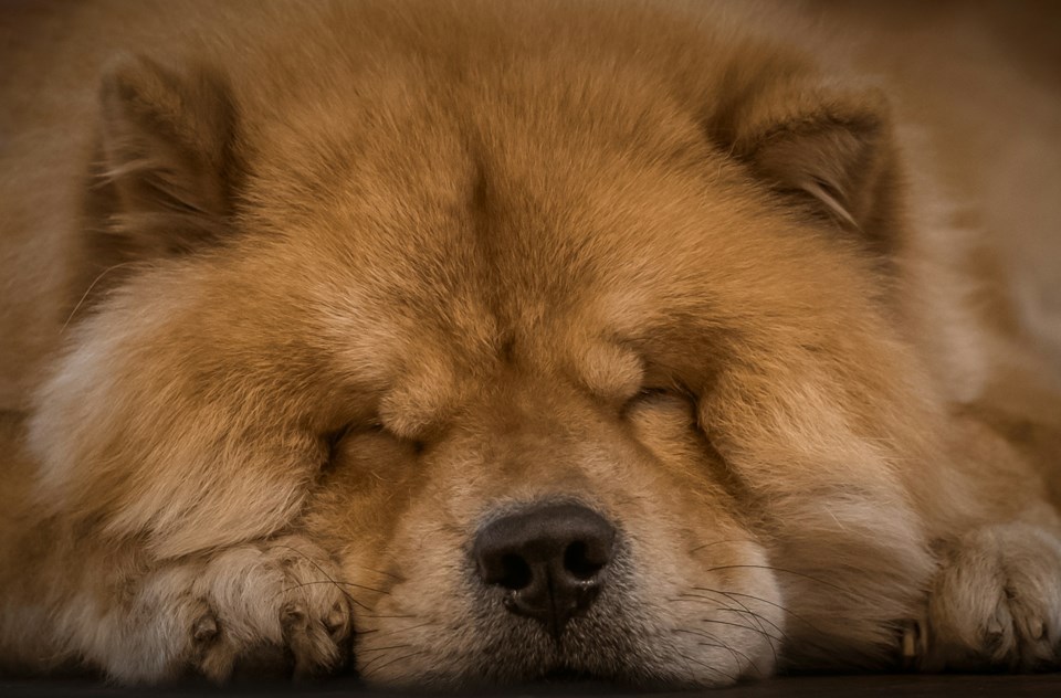 unsplash-dog-sleeping-cute