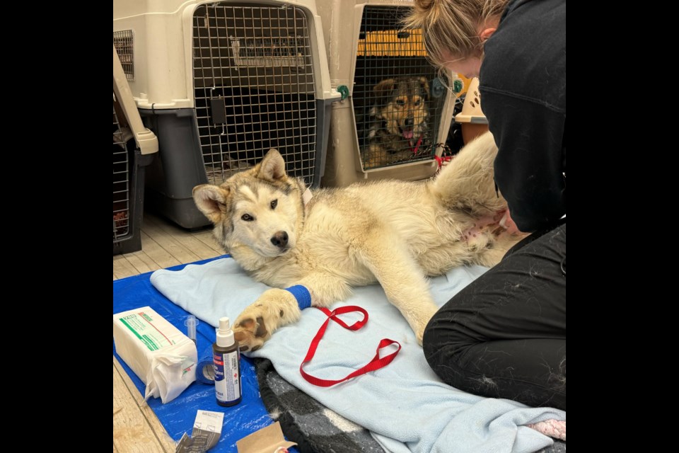 Webequie First Nations members took part in a spay and neuter clinic offered by Matawa and Dr. Patricia Lechten from May 1-4, 2024.