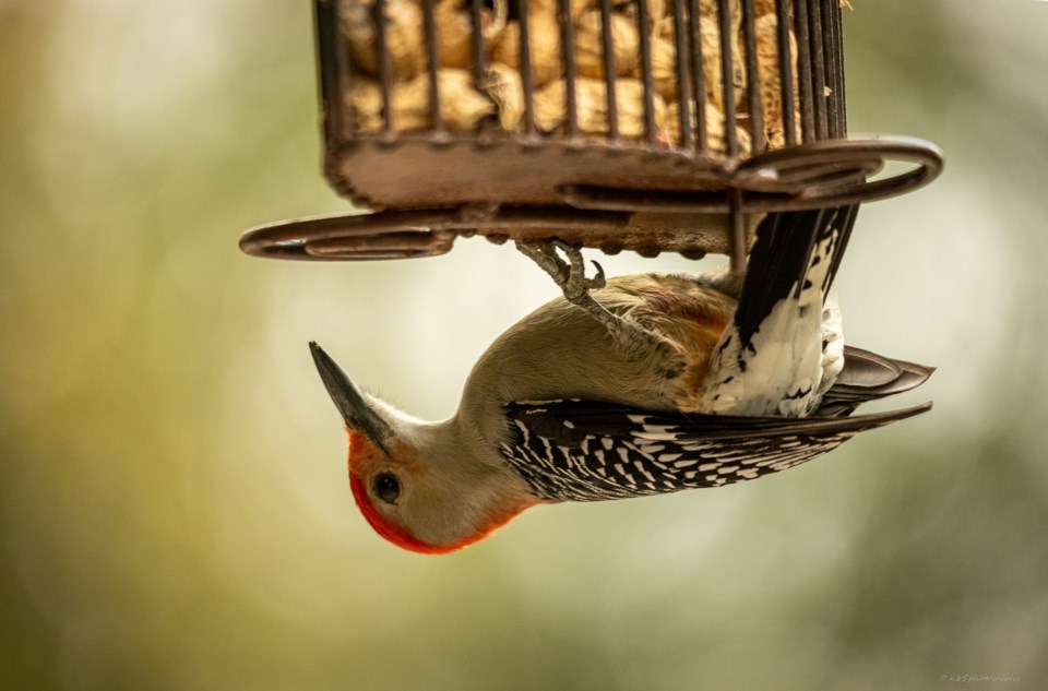 Woodpecker_ (002)