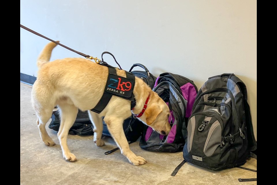 Gator starts his first day of school Tuesday April 2, 2024.  Gator's main responsibility is to sniff for explosives or ammunition.