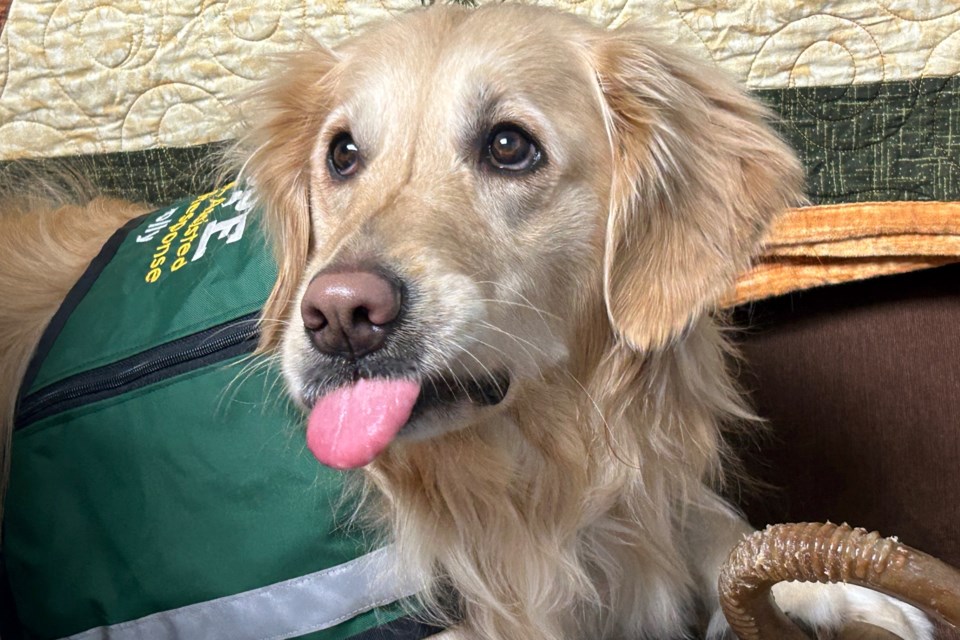 Don't let her cuteness fool you, Molly is a three-year old Golden Retriever who is a Certified Crisis Response Canine and is great at her job.