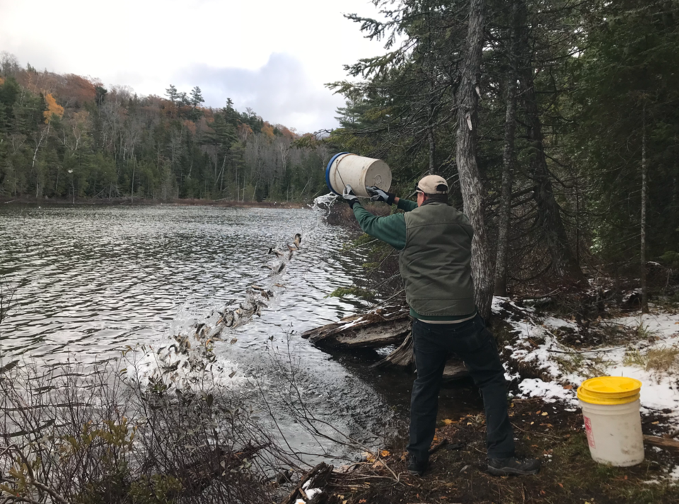 Additional angling opportunities created by successful fall fish