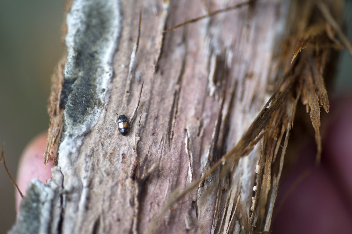 Michiganders urged to delay pruning oak trees - SooLeader