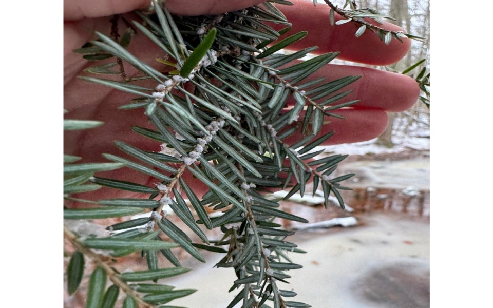 20250113-hemlock-woolly-adelgid