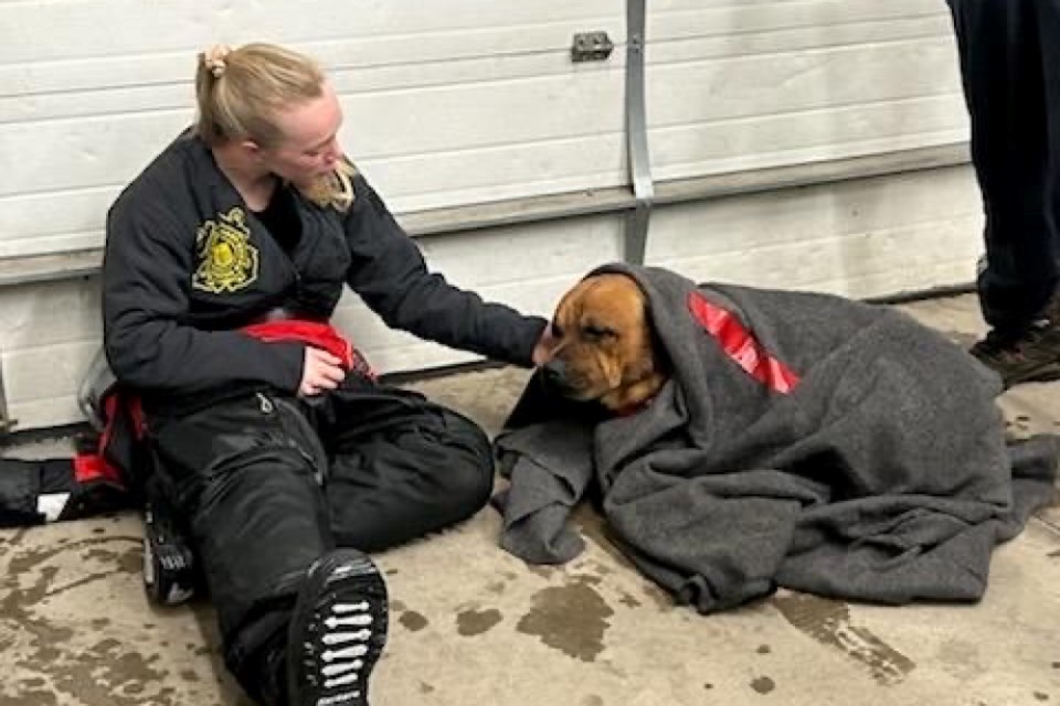 The U.S. Coast Guard Station Sault Ste. Marie rescued a dog, Cujo, from the icy waters of the Saint Marys River Wednesday