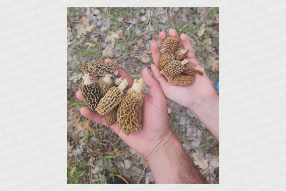 20250307-morels-in-hand