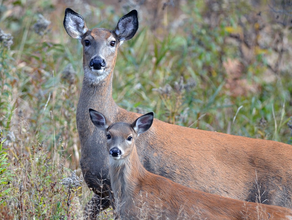 20230501-deer-dnr