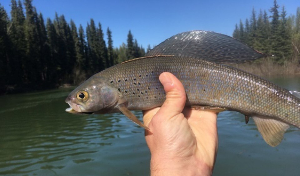 20231013-arctic-grayling