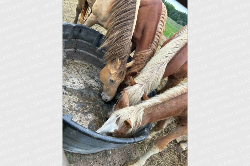 In all, a total of 85 abused and abandoned animals were discovered on a property located in Atlanta.